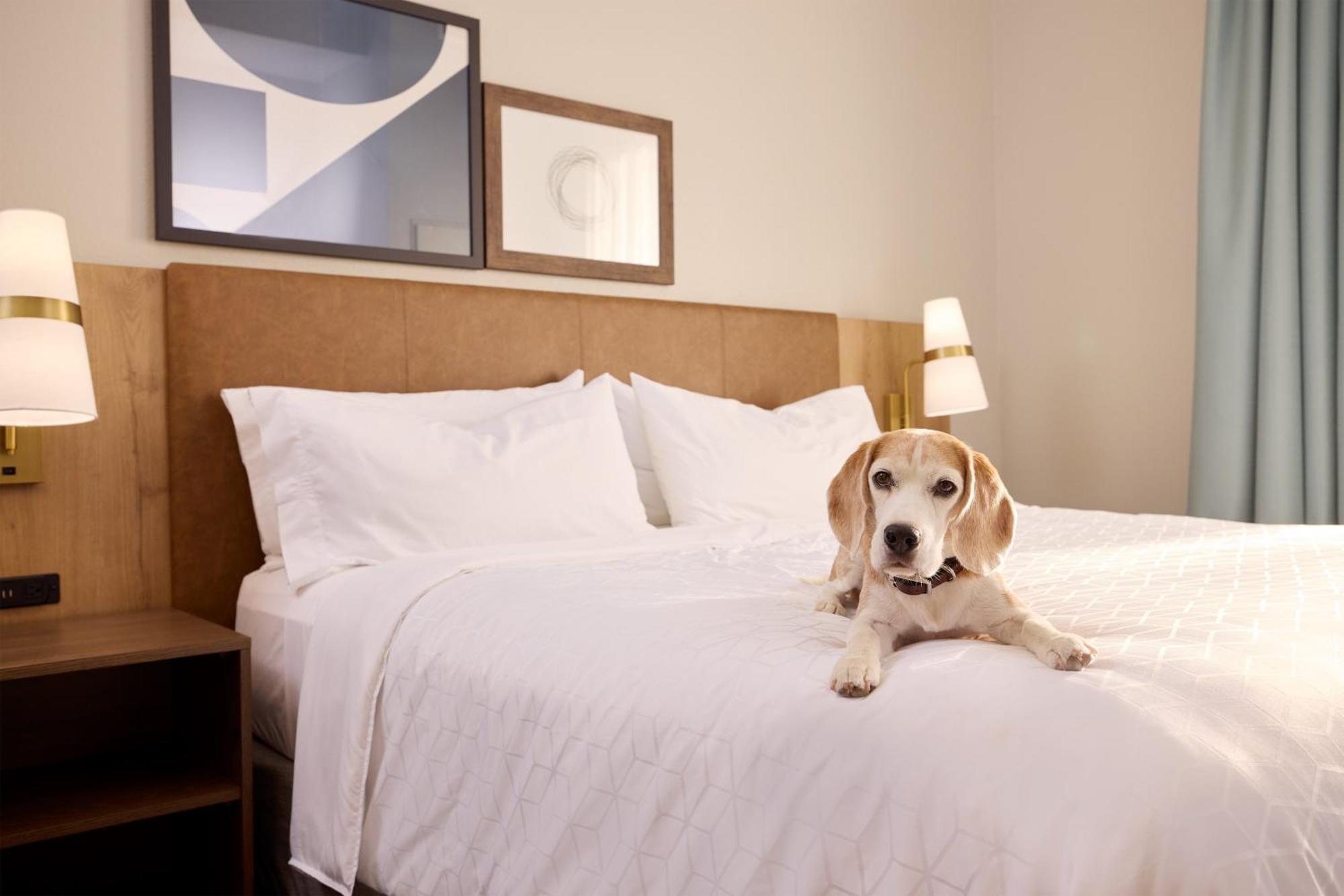 Staybridge Suites Tucson Airport By Ihg Kültér fotó